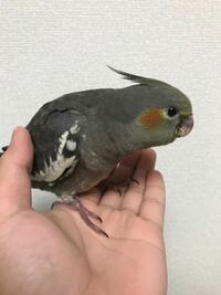 オカメインコで生後2ヵ月と2週間です放鳥で手に乗せたりして頭を撫で 