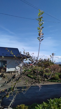 ハナカイドウ自宅の庭に植えたカイドウに 今年たくさんの実がなりました リンゴ属 Yahoo 知恵袋