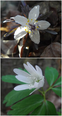 花弁 と 花弁状の萼片 の違いを教えて下さい 花弁 で調べると 花 Yahoo 知恵袋