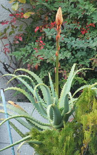 花の名前教えて下さい まだ蕾のようです アロエ科とは思います Yahoo 知恵袋