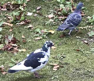 この白黒の鳩って 白鳩と普通の鳩から生まれたのですか 黒と純白と Yahoo 知恵袋