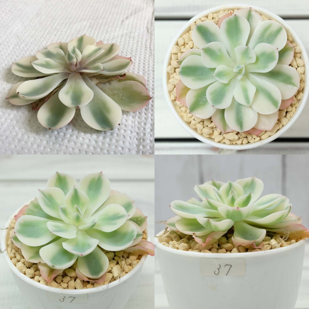 ヤフオクで枯れた苗が届きました。先日ヤフオクで多肉植物を落札し 