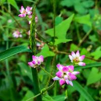 この花はミゾソバでしょうか それともママコノシリヌグイでしょ Yahoo 知恵袋