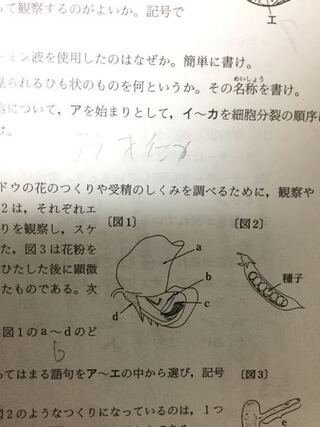 花粉ができるのはどこでしょうか エンドウの図でしょうか 花粉が作 Yahoo 知恵袋