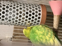 セキセイインコ3歳 が ペット用ヒーターに向かって餌を吐き戻 Yahoo 知恵袋