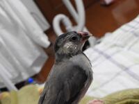 文鳥の嘴がひび割れてる というか 薄く剥けてる ようなかんじに Yahoo 知恵袋