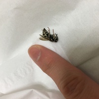 ポケモンエメラルドでレックウザの色違いを狙いたいのですがエメループとかが関係し Yahoo 知恵袋