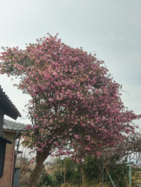 濃いピンクの花の木の名前 桜よりも濃いピンクで 今の時期満開に咲 Yahoo 知恵袋