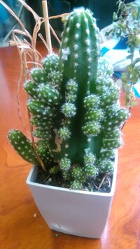 このサボテンの種類分かる方いますか セレウス サボテンに似ている Yahoo 知恵袋