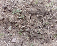 地面に無数の 小さな穴が開いています これって何でしょうか Yahoo 知恵袋