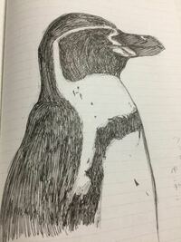 ペンギンの描き方を教えて下さい ボクは小学生でしゅが 忘 Yahoo 知恵袋