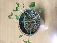 種を蒔き過ぎてラディッシュの間引きした苗を違うプランターに分け Yahoo 知恵袋