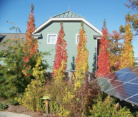 モミジバフウを庭に植えても問題ないですか 説明に路地と書いてあります Yahoo 知恵袋