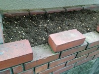 花壇の雨よけ方法 門柱の下の花壇にリナリアとエレモフィラニベアを植えてあ Yahoo 知恵袋