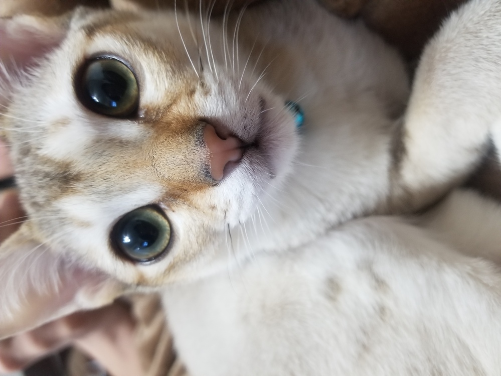 日本人と青い目の人の間に出来た子の目の色は何色ですか 