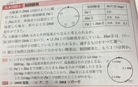 高校生物の制限酵素地図について 問題が下になります とて Yahoo 知恵袋