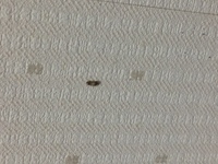 無視苦手な方閲覧注意 画像の虫の名前わかる方いますか 洗面所 Yahoo 知恵袋