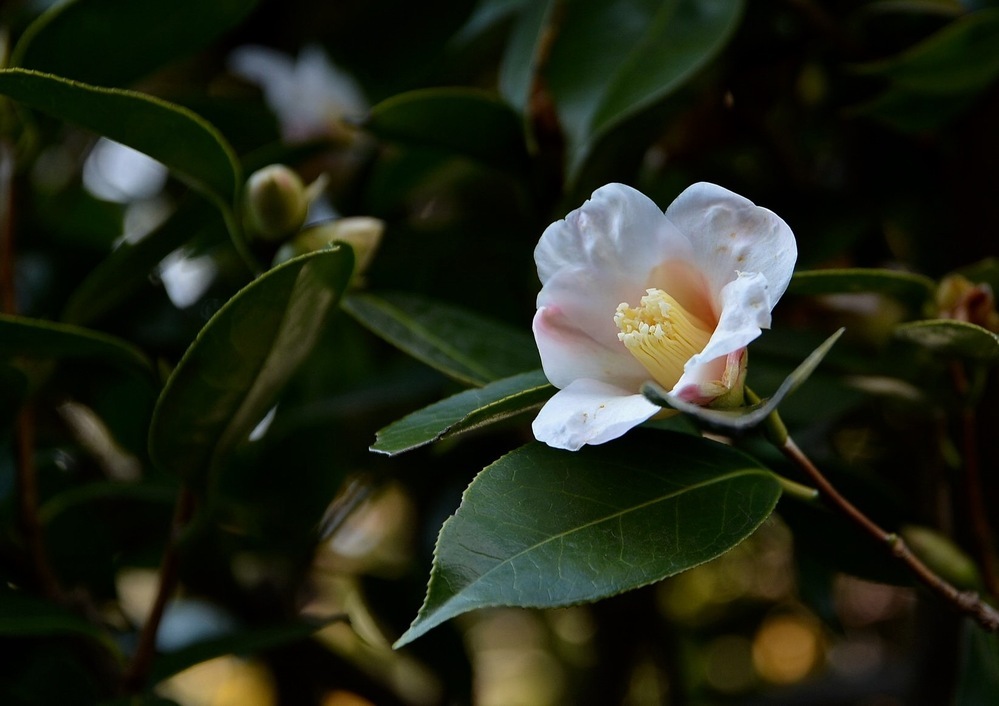 侘助と山茶花の違いがよく分かりません 簡単に見分けられるでしょうか Yahoo 知恵袋