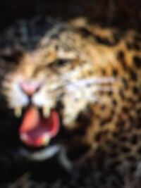 1 グリズリーvsライオン 2 ゴリラvsツキノワグマ3 Yahoo 知恵袋