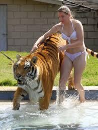 ライオンと虎強いのはどっち 実際の所そこまで差はなく互角 Yahoo 知恵袋