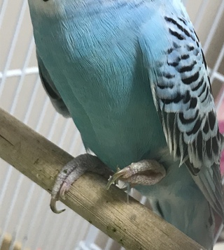 インコが片足をまるめることについて インコが寝る時や寒い時 Yahoo 知恵袋