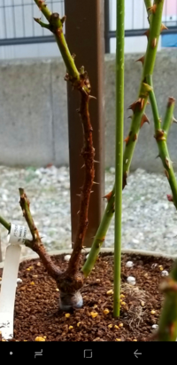 バラの茎の色について教えてください 先週 スヴニールドゥマルセルプルー Yahoo 知恵袋