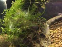 この写真の水草に付着しているのは水カビですか 白いのが二種類ある Yahoo 知恵袋