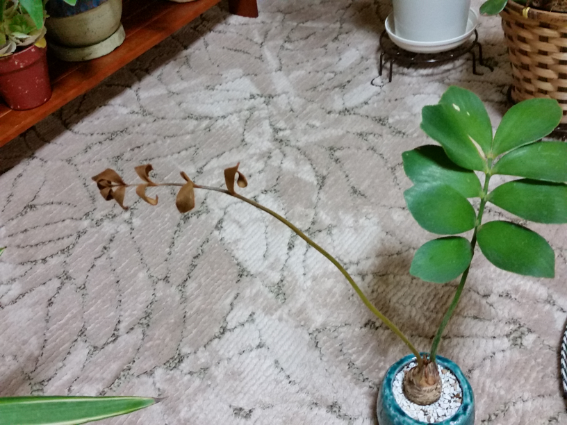 メキシコソテツ(ザミア) - 左の茶色くなってる葉は切り落としても大丈 