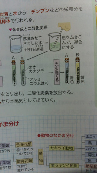 至急 誰か教えてください Btb溶液は酸性中性アルカリ性に反応するも Yahoo 知恵袋