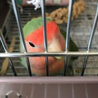 とびだせどうぶつの森３ｄｓで南の島の木をぜんぶ切ってしまいました フルーツも Yahoo 知恵袋