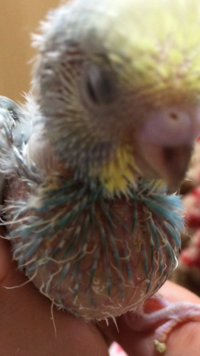 セキセイインコのことで相談です 4日前にセキセイインコの雛を Yahoo 知恵袋