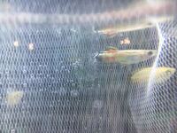 アジアアロワナph7 5前後は高いですか 回答下さい 宜し Yahoo 知恵袋