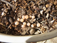 この卵みたいなものは何でしょうか 今日 鉢植えのラズベ Yahoo 知恵袋