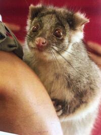この動物の名前がわかる方いらっしゃいますか オーストラリアで見た Yahoo 知恵袋