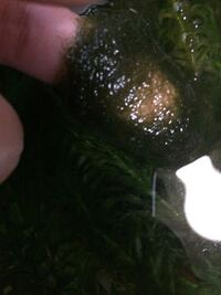 金魚はアオミドロを好んで食べるのでしょうか この写真 Yahoo 知恵袋