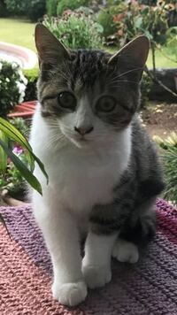 雄猫か雌猫か教えてください 顔だけの写真しかなくてすいません 近 Yahoo 知恵袋