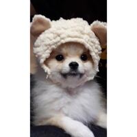 Twiceのモモは犬を飼っててよくvライブとかに出てきますが 実家じゃないです Yahoo 知恵袋