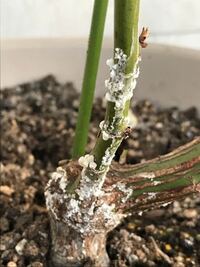 バラの幹の白いカビのようなものについて１鉢植えでバラを楽しんでいます ２最近 Yahoo 知恵袋