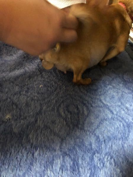犬の妊娠について - これが出てきたんですけどこれは破水です 