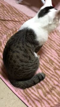 この子の種類を教えてください 病院ではサバ白と言われましたが大きく Yahoo 知恵袋