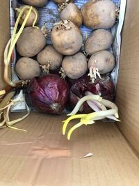 芽が出た紫タマネギがあります どうすれば有効活用出来ますでしょう Yahoo 知恵袋