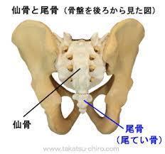 人間にも尾骨があるらしいが尻尾があった名ごりなのでしょうか そう Yahoo 知恵袋