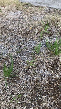 庭の芝生の雑草 について 芝生から緑の芝生のような 芝生よりも太い緑の Yahoo 知恵袋