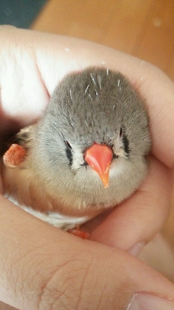 ペットの鳥のキンカチョウを飼っています。頭にこのような白い管... - Yahoo!知恵袋