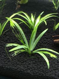 最近チェーンアマゾンソードに穴が空いたりしてきています ヤマトヌマエビ Yahoo 知恵袋