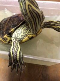 うちのﾐﾄﾞﾘｶﾞﾒが ｷｭｰ て鳴くんですけど これて普通ですか あと ｸ Yahoo 知恵袋