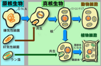 すべての動物細胞が生存のために取り込まねばならない物質を３つ挙げな Yahoo 知恵袋