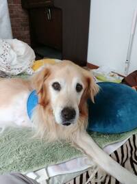 家の犬 ゴールデン 4歳 が甲状腺機能低下症と診断されました これま Yahoo 知恵袋