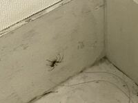 写真禁止 胴体が茶色で背中に白い線が入っている蜘蛛の名前を教 Yahoo 知恵袋
