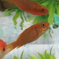 なんか金魚の様子が これはなんだ 背びれの黒いやつ Yahoo 知恵袋